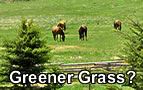 Looking for Greener Grass?