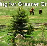 Looking for Greener Grass?